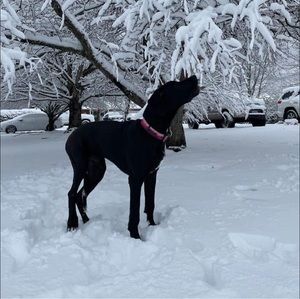 Meet your Posher, Noah